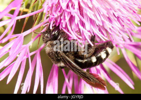 Mining bee (Andrena sp.) femmina adulta alimentazione su un fiore di cardo. Premio Chaîne des Alpilles, Bouches-du-Rhône, Francia. Maggio. Foto Stock