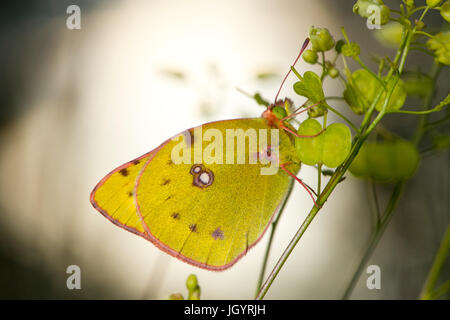 Offuscato Giallo farfalla (Colias croceus) adulto. Sul Causse de Gramat, lotto Regione, Francia. Maggio. Foto Stock