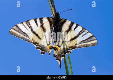 La scarsa coda forcuta (Iphiclides podalirius) adulto butterfly. Sul Causse de Gramat, lotto Regione, Francia. Maggio. Foto Stock