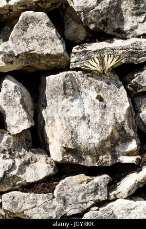 La scarsa coda forcuta (Iphiclides podalirius) adulto butterfly crogiolarvi al sole su una pietra a secco parete. Sul Causse de Gramat, lotto Regione, Francia. Maggio. Foto Stock