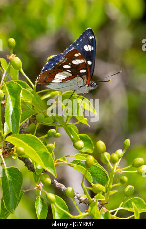 Bianco del sud Admiral (Limenitis reducta) adulto a farfalla per crogiolarsi al sole. Sul Causse de Gramat, lotto Regione, Francia. Maggio. Foto Stock