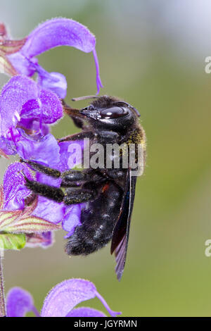 Violetta Carpenter Bee (Xylocopa violacea) femmina adulta sul prato Clary (Salvia pratensis) fiori. Causse de Gramat, lotto Regione, Francia. Maggio. Foto Stock