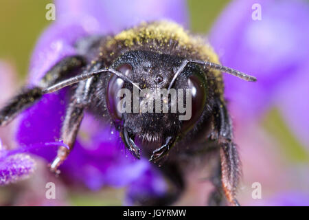 Violetta Carpenter Bee (Xylocopa violacea) close-up della testa di una femmina adulta sul prato Clary (Salvia pratensis) fiori. Causse de Gramat. Foto Stock