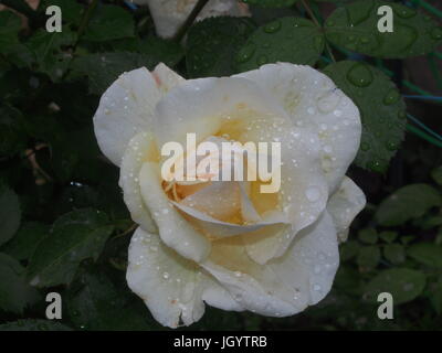 White Rose Bud dopo la pioggia. Le goccioline di acqua sulla petali di un fiore. Macro. Foto Stock
