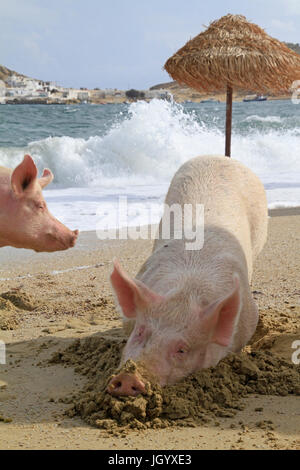 I suini in una spiaggia a Mykonos, Grecia Foto Stock