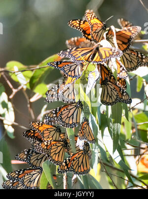Farfalla monarca (Danaus plexippus) Cluster Foto Stock
