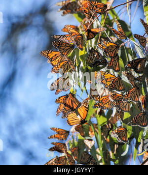 Farfalla monarca (Danaus plexippus) Cluster Foto Stock