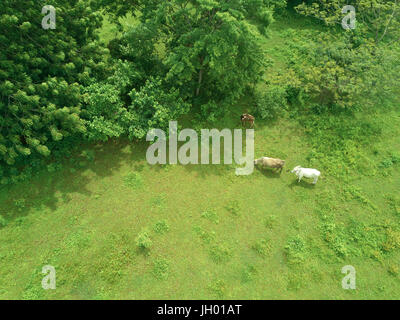 Le mucche sul prato sopra vista da fuco. Gruppo di vacche di rimanere sul campo verde Foto Stock