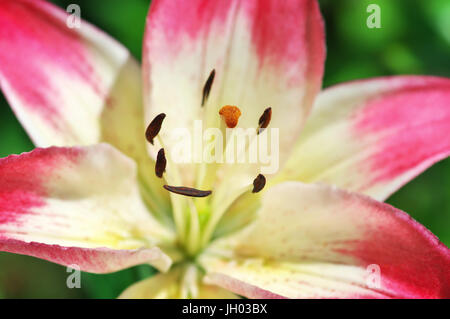 Macro Close-up Rosa Giglio fiore in fiore. Foto Stock