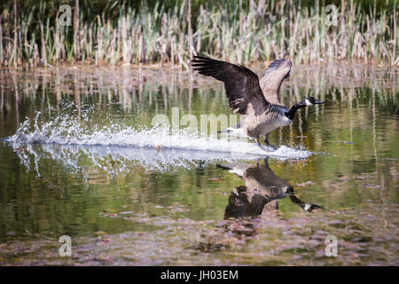 Canada Goose circa al Land di stagno con becco aperto un sibilo. Foto Stock