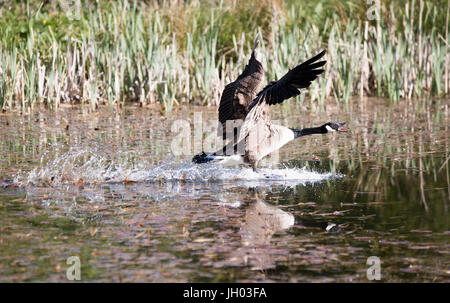 Lo sbarco in Canada Goose facendo un tuffo e l'onda di prora su stagno con becco aperto un sibilo e una buona riflessione. Foto Stock