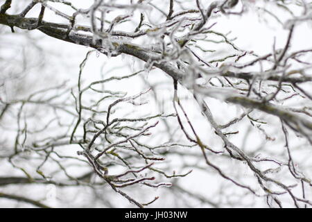 Alberi e rami congelato dal ghiaccio nero in inverno Foto Stock