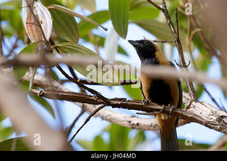 Uccello, Tangara cayana, lasciare-gialli, Chapada Diamantina, Bahia, Brasile Foto Stock