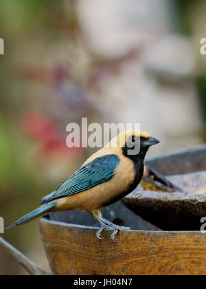 Uccello, Tangara cayana, lasciare-gialli, Chapada Diamantina, Bahia, Brasile Foto Stock