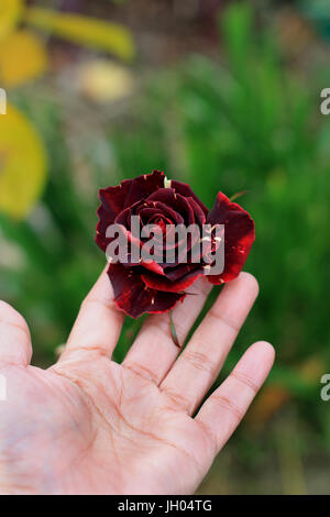 Abracadabra Hybrid Tea Rose in piena fioritura Foto Stock