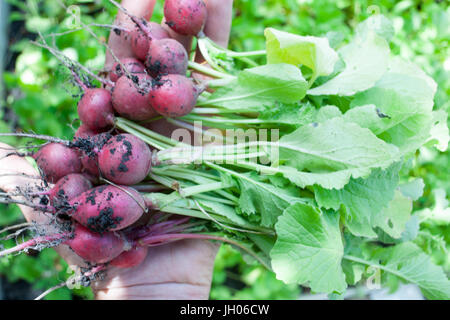 Appena raccolto, viola rafano colorato. Il Ravanello di crescente. Coltivazione degli ortaggi. Foto Stock