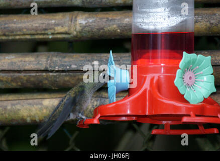 Hummingbird, costa Nord, Camburi, São Paulo, Brasile Foto Stock