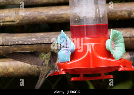 Hummingbird, costa Nord, Camburi, São Paulo, Brasile Foto Stock