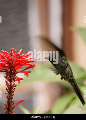 Hummingbird, costa Nord, Camburi, São Paulo, Brasile Foto Stock