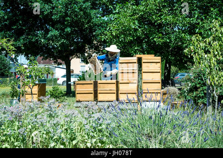 Apicoltore lavorando in un alveare aggiunge fotogrammi, guardando le api. Api su Honeycomb. Fotogrammi di un alveare. Apiariy concept Foto Stock