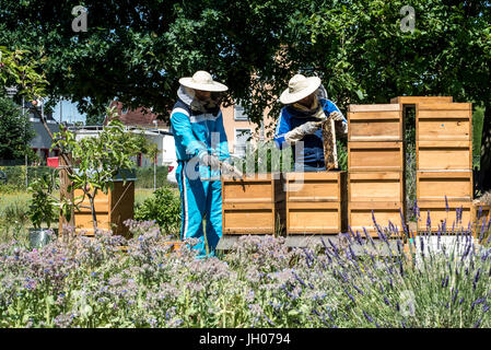 Apicoltore lavorando in un alveare aggiunge fotogrammi, guardando le api. Api su Honeycomb. Fotogrammi di un alveare. Apiariy concept Foto Stock