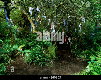 Madron Cloutie bene, Boswarthen, Penzance, Cornwall, Inghilterra. Offerte di stracci ecc legati agli alberi accanto al percorso di guarigione ben & cappella. Foto Stock