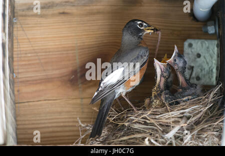 Robin alimentazione di uccelli baby Foto Stock