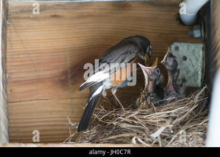 Robin alimentazione di uccelli baby Foto Stock