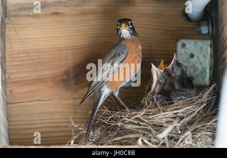 Robin alimentazione di uccelli baby Foto Stock