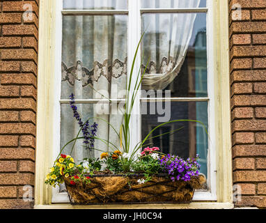 Cestino dei fiori closeup sul davanzale della finestra al di fuori del mattone di edificio europeo Foto Stock