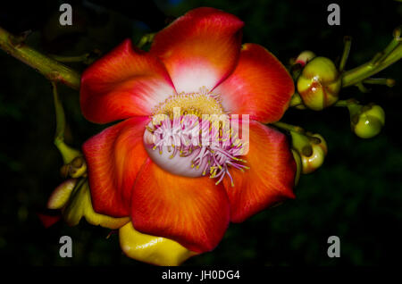 Cannonball tree flower Foto Stock