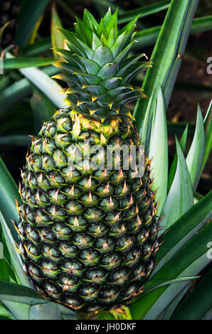 Ananas in crescita in campo Foto Stock