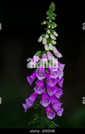 Fiore rosa su sfondo scuro Foto Stock