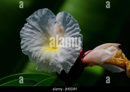 Cheilocostus speciosus o crespella zenzero, è una specie di piante fiorite in genere Cheilocostus. Foto Stock