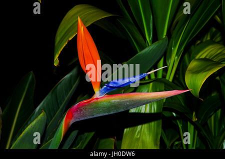 Heliconia un genere di piante fiorite in Heliconiacea Foto Stock