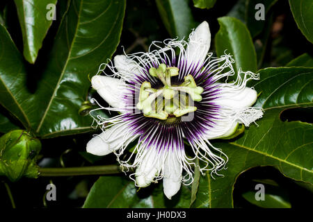 Passiflora, noto anche come la passione dei fiori o passione vigne Foto Stock