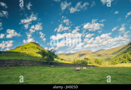 Pecore al pascolo su fresco verde pascolo di Lake District, REGNO UNITO Foto Stock