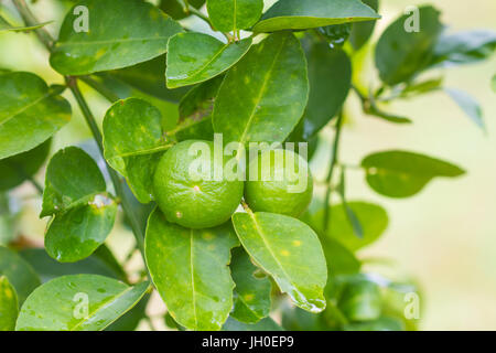 Lime Tree con frutti closeup, limone verde su albero Foto Stock