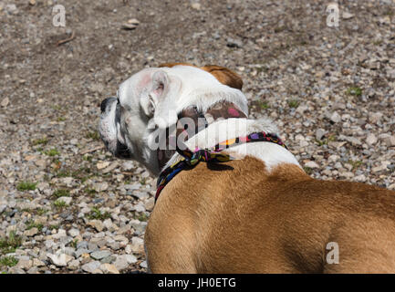 Gorgeous inglese e il Victorian incroci bulldog. Molto cordiale e leale. Foto Stock