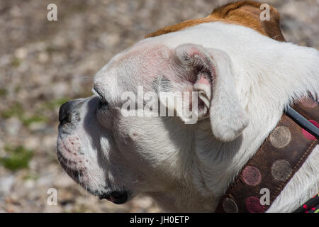 Gorgeous inglese e il Victorian incroci bulldog. Molto cordiale e leale. Foto Stock