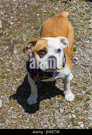 Gorgeous inglese e il Victorian incroci bulldog. Molto cordiale e leale. Foto Stock