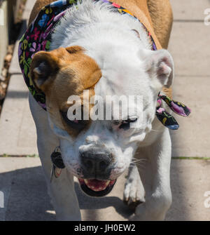 Gorgeous inglese e il Victorian incroci bulldog. Molto cordiale e leale. Foto Stock