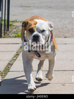 Gorgeous inglese e il Victorian incroci bulldog. Molto cordiale e leale. Foto Stock