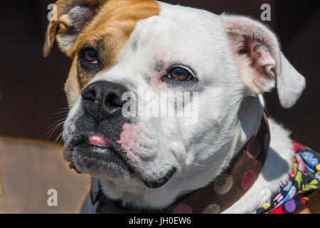 Gorgeous inglese e il Victorian incroci bulldog. Molto cordiale e leale. Foto Stock