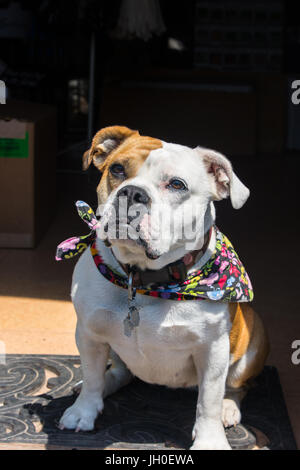 Gorgeous inglese e il Victorian incroci bulldog. Molto cordiale e leale. Foto Stock