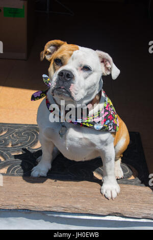 Gorgeous inglese e il Victorian incroci bulldog. Molto cordiale e leale. Foto Stock