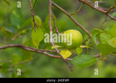 Lime Tree con frutti closeup, limone verde su albero Foto Stock