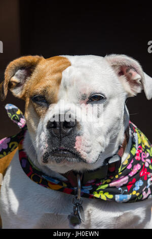 Gorgeous inglese e il Victorian incroci bulldog. Molto cordiale e leale. Foto Stock