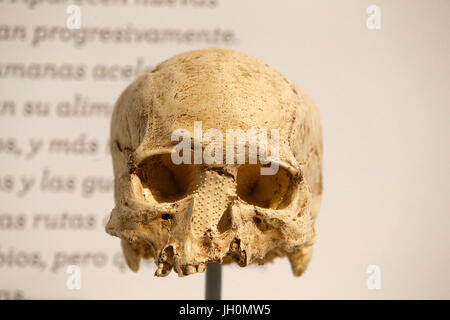 MusŽe de l'homme, Museo dell Umanità, Parigi. Homo sapiens cranio. La Francia. Foto Stock