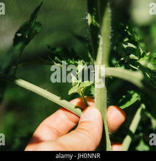 Ausgeizen der Seitentriebe bei Tomatenpflanze Foto Stock